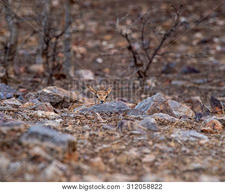 Chinkara Or Gazella Bennettii Or Indian Gazelle Fawn Split With Her Mother And Found Alone At Rantha