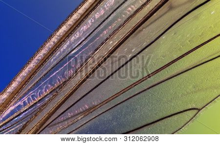 Extreme Macro Portrait Of A Crane Fly Wing, Which Is Often Called A Mosquito Hawks Or Daddy Longlegs