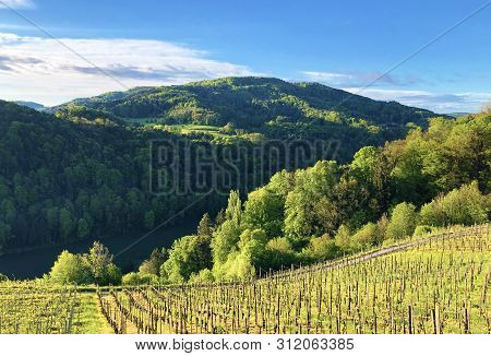 Photogenic Vineyards And Lowland Forests In The Rhine Valley, Buchberg - Canton Of Schaffhausen, Swi
