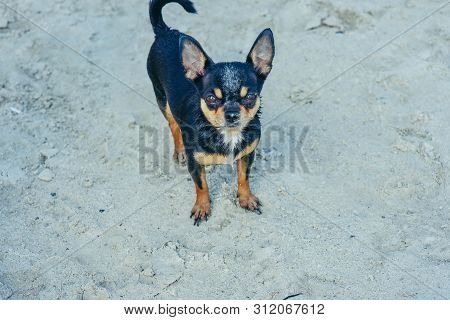 Chihuahua Dog Breed. Portrait Of A Cute Purebred Puppy Chihuahua In The River. Brutal Dog Black And 