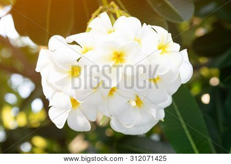 Beautiful White And Yellow Plumeria Frangipani Flowers And Sunlight In Nature.