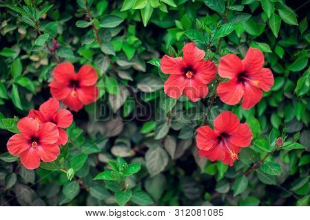 Red Hibiscus(karkade) Flowers Plant In The Garden.