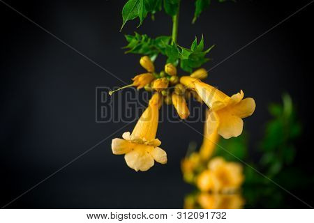 Blooming Curly Flower Kampsis On A Branch, Black Background.