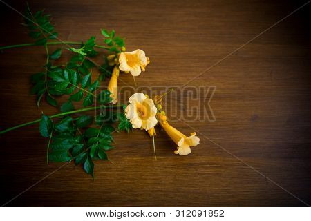 Blooming Curly Flower Kampsis On A Branch, On A Wooden Table