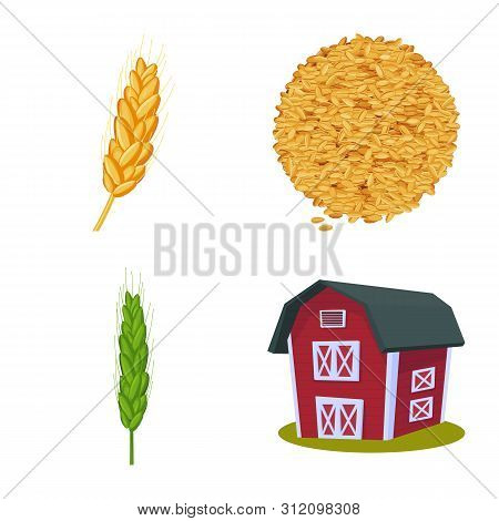 Isolated Object Of Wheat And Corn Sign. Set Of Wheat And Harvest Vector Icon For Stock.