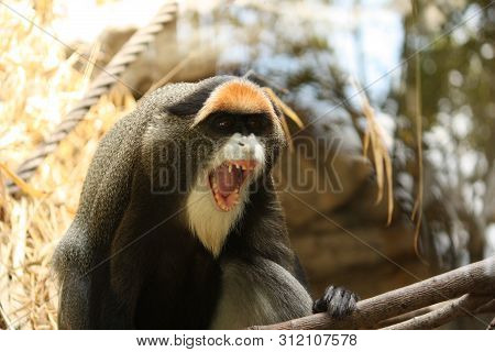 Angry De Brazza's Monkey With White Beard