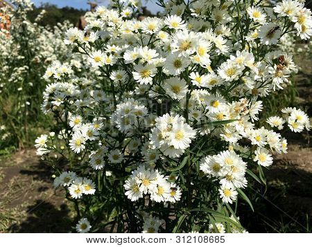 White Cutter Flower/aster Ericoides Flower Is Blooming In The Garden
