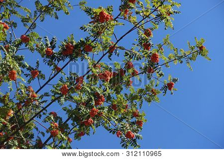 Diagonal Branches Of Rowan With Orange Berries Against Blue Sky In October