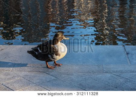 Bucephala Clangula, Duck Stands On  Plates Of Embankment Against The Background Of Water