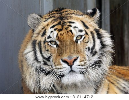 The Tiger Closeup Looks With A Grin Forward. Ussurian Tiger In The Zoo.