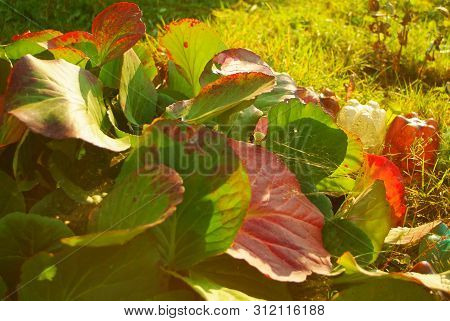 Badan Bushes In The Evening In Autumn , Russia