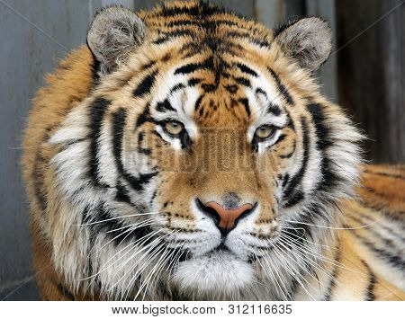 Beautiful Tiger Close-up. The Ussuri Tiger Is Listed In The Red Book.