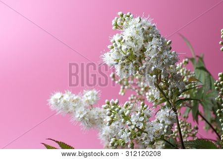 Bright White Flowers (sorbaria Sorbifolia) On A Pink Background, Beautiful Thin Stamens. Place For T