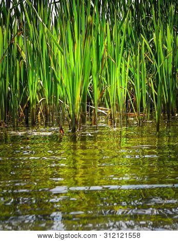 Close Up Of Typha Plant In Lake Water. Copy Space On Lake Water.