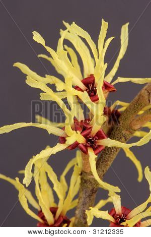 Hamamelis