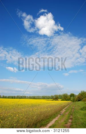 Field4