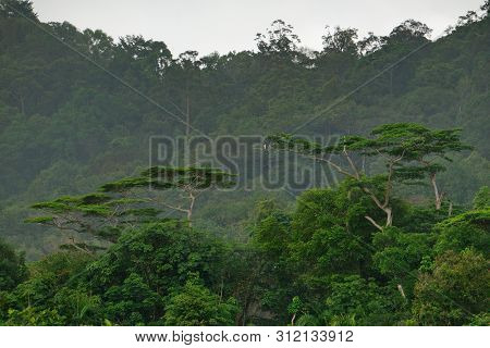 Malaysia. Island Of Borneo. White-bellied Sea Eagle (haliaeetus Leucogaster) On The Branch Of A Trop