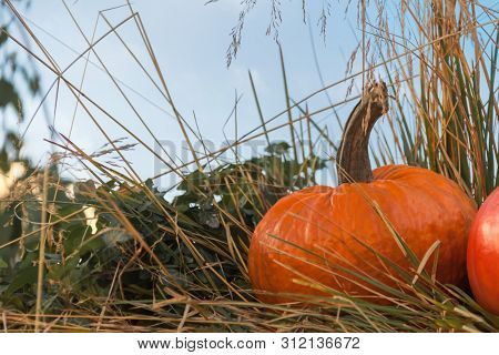 Autumn Mabon Pumpkin On Blue Sky Background Sunny Festivale Day