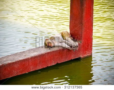 Indian Monkey Sleeping Near Water At Summer