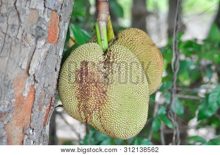 Jackfruit, Jackfruit Tree In The Orchard Or Fruit Tree