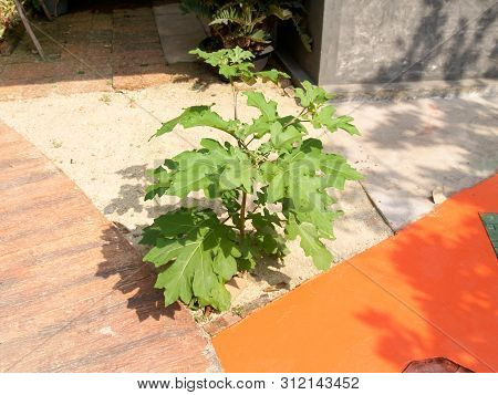 The Solanum Torvum Is Growing Beside The Walkway