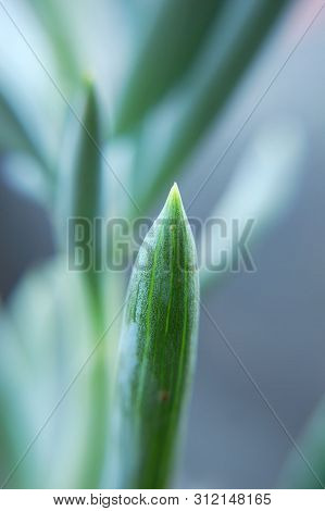 Macro Shot Of Senecio Serpens (blue Chalk Sticks).