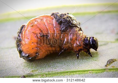 Macro Side View Of A Red Lily Beetle Larva