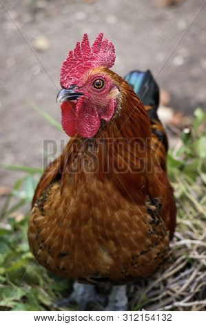 A Colourful Rooster Portrait Outside In Nature