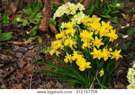 Smallflowered Yellow Narcissus Plants Growing In A Cluster In Spring Garden