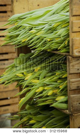 Tulpen voor veiling
