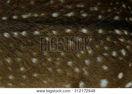 Blurred Animals Texture. Wildlife, Animals, Textures Concept. Cropped Shot Of Brown Fur. Brown Fur C