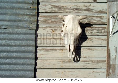Skull On Barn