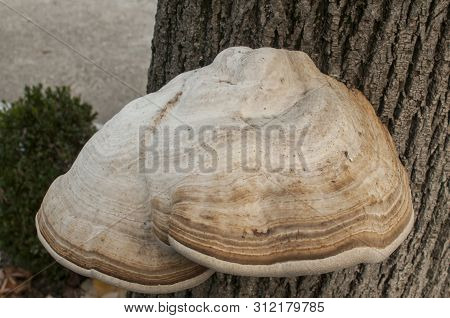 Big Tinder Fungus Fomes Fomentarius On Tree Stem Closeup On Autumn Background