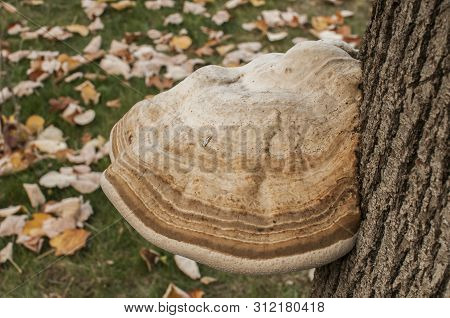 Big Tinder Fungus Fomes Fomentarius On Tree Stem Closeup On Autumn Background