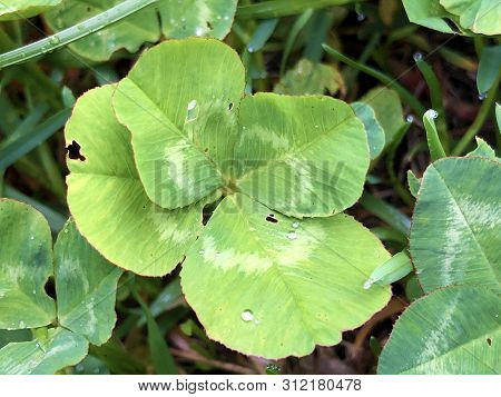 Four-leaf Clover As A Symbol Of Happiness, Buchberg - Canton Of Schaffhausen, Switzerland