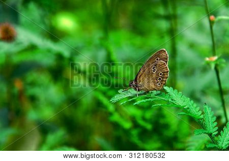 Butterfly  Woodland Brown (lopinga Achine) Perched In Leaves