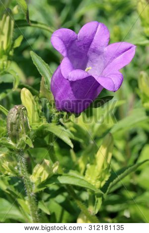 Bluebell Flower Blooming Close - Up View