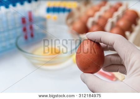 Food Quality Control Concept. Scientist Is Holdinh Egg In Laboratory.