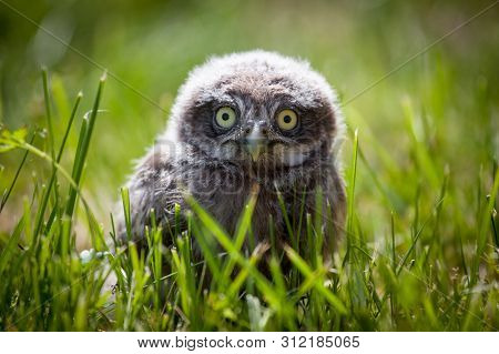 Little Owl Baby, 5 Weeks Old, On Grass