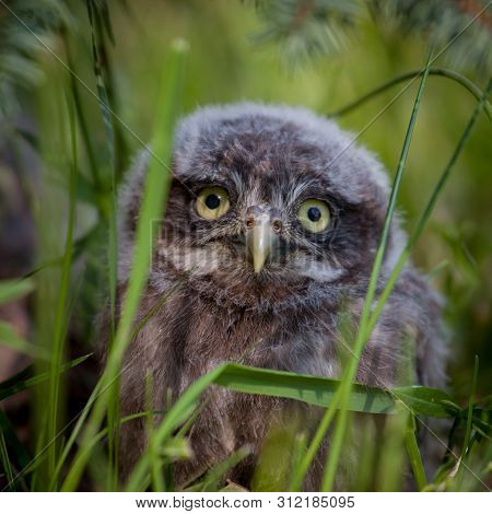 Little Owl Baby, 5 Weeks Old, On Grass