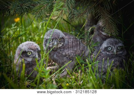 Little Owl Babies, 5 Weeks Old, On Grass