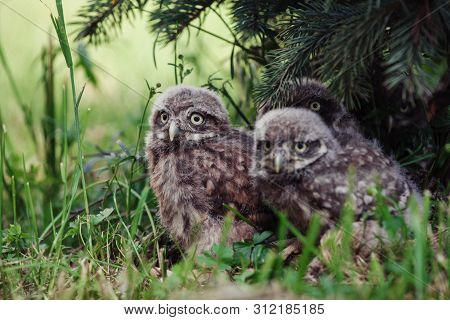 Little Owl Babies, 5 Weeks Old, On Grass