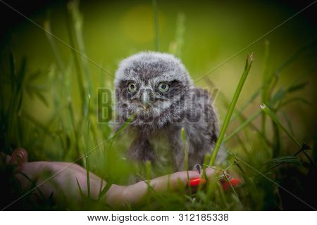Little Owl Baby, 5 Weeks Old, On Grass
