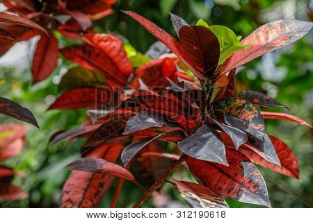 Codiaeum Variegatum Mrs Iceton, Croton, Motley Laurel, Croton Garden, Orange Jasmine . Outstanding C