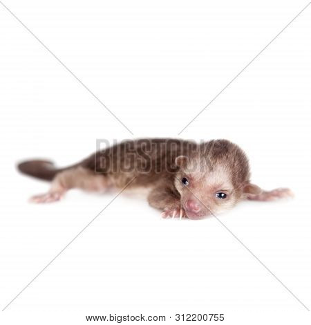 Kinkajou, Potos Flavus, 1 Mounth Old Baby On White