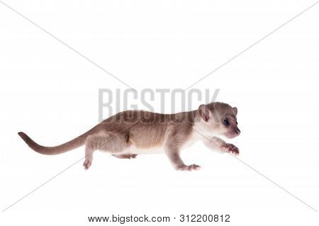 Kinkajou, Potos Flavus, 3 Mounth Old Baby On White