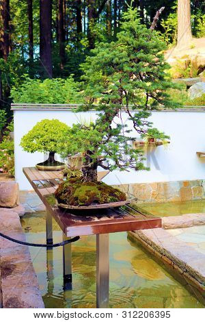 Manicured Potted Bonzai Tree On A Table Taken At An Outdoor Patio In A Garden