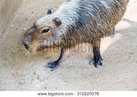 Capybara Largest Rodent In The World. Capybara Sitting On Green Grass.