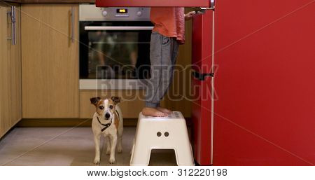 Crop Side View Of Curious Toddler Standing On Stool Near Opened Fridge With Jack Russell Terrier Bel