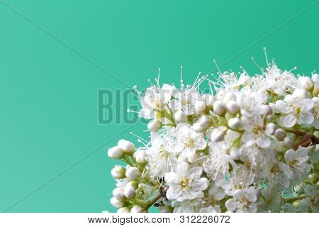 Bright White Flowers (sorbaria Sorbifolia) On A Green Background, Beautiful Thin Stamens. Place For 